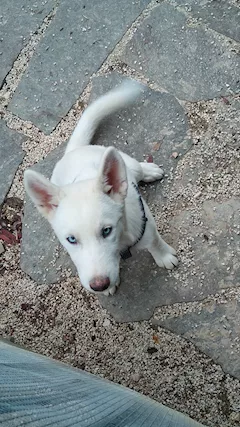 Cucciolo femmina Siberian Razza husky - Foto 2