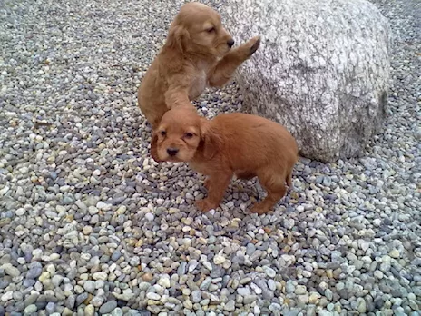 Cocker Spaniel maschietti fulvi