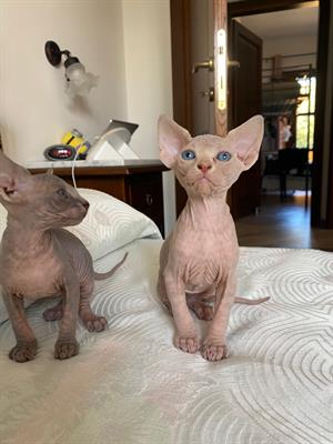 Gatti sphynx - Anteprima 1