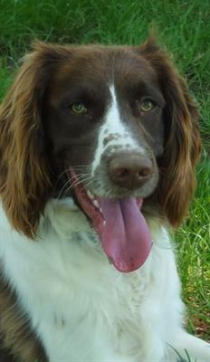SPRINGER SPANIEL