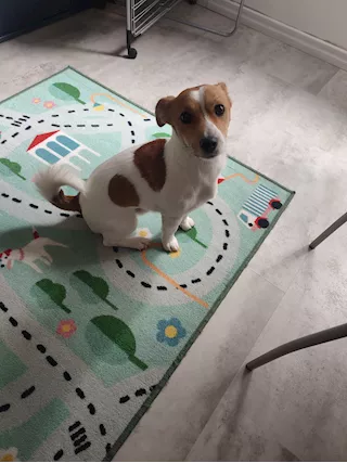 Jack russel terrier maschio