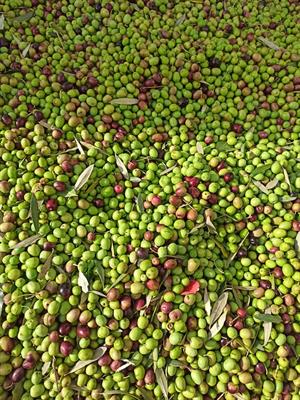 Olio di Oliva Extravergine Biologico 2020