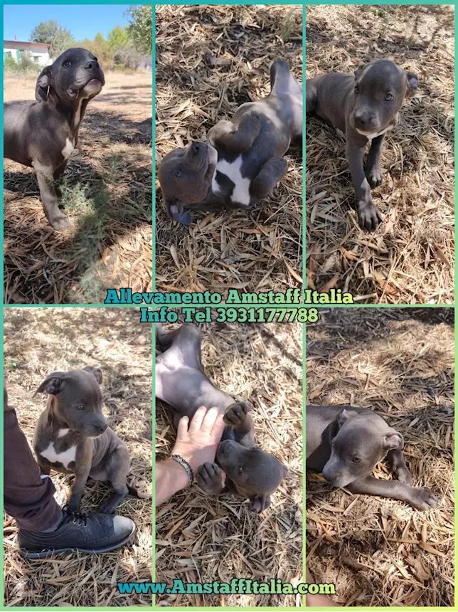 Allevamento Razza American Staffordshire Terrier blu cuccioli