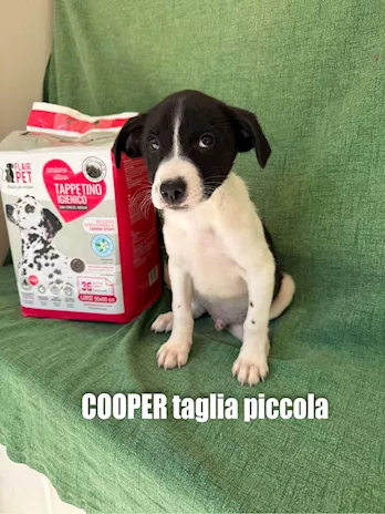 COOPER nato a Febbraio 2025