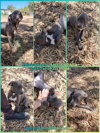 Allevamento Razza American Staffordshire Terrier blu cuccioli - Anteprima 1