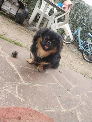 Cucciolo pechinese