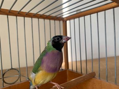 Diamante di Gould Femmina
