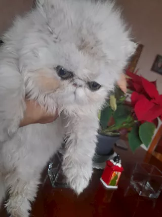 Persiano chinchilla