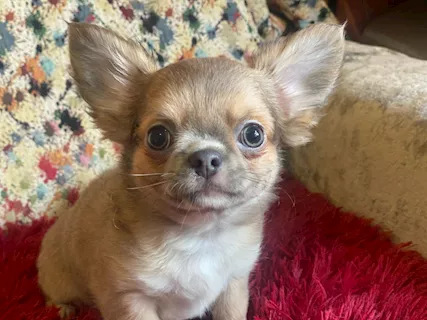 Chihuahua pelo lungo, genitori visibili - Anteprima 1