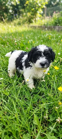 Jack Russell Terrier
