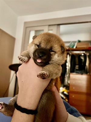 Shiba inu