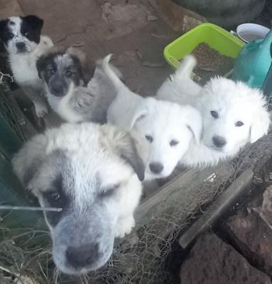 Regala Cuccioli Maremmani