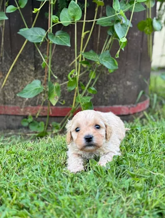 Maltipoo cuccioli in vendita