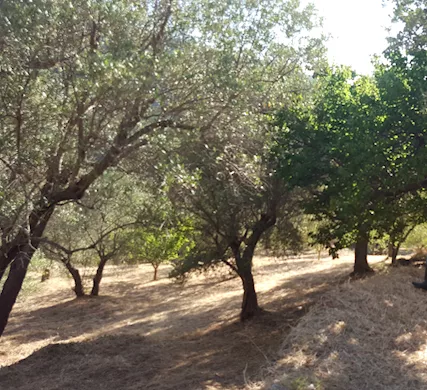 Casa di campagna e terreno a San Marco d'Alunzio, prezzo è trattabile - Foto 6