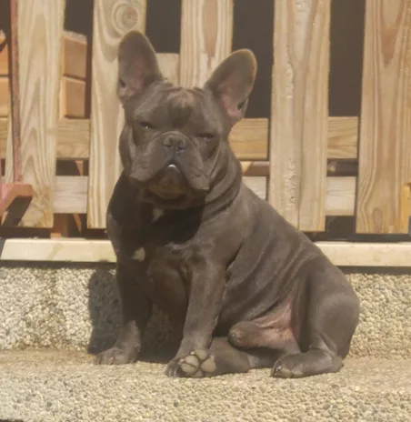 Bulldog francese cuccioli, genitori visibili - Foto 5