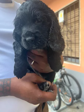 Cuccioli di Razza Cocker - Anteprima 3