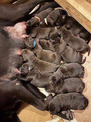 Cuccioli labrador cioccolato