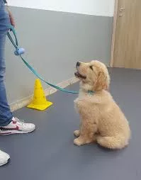 Cinofilo Professionista - Addestramento
