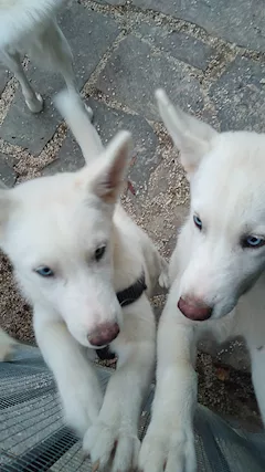 Cucciolo femmina Siberian Razza husky - Anteprima 1