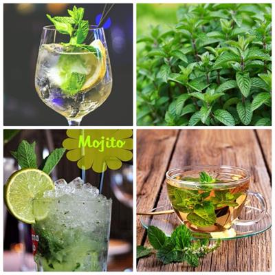 5 varietà di menta biologica per cocktail o tisane