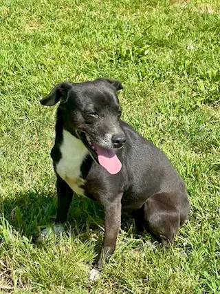 Ginevra è una cagnolina di taglia