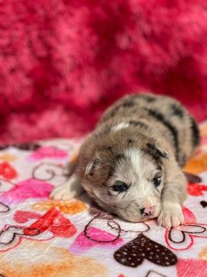 Cuccioli di Border collie
