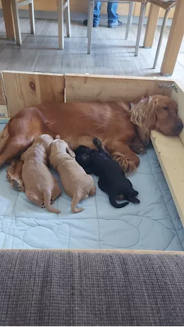 Cocker femmina colore fulvo nata