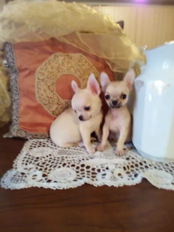 Chihuahua bellissimi cuccioli in vendita, taglia piccola - Anteprima 1