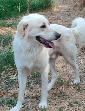 Raul 4 anni si separano e finisce in canile - Anteprima 1