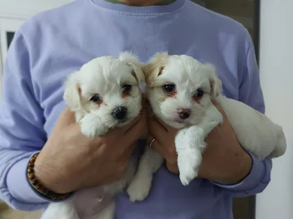 Cuccioli Razza maltese - Anteprima 1