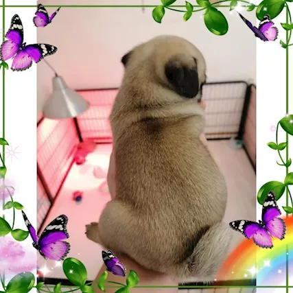 Cuccioli di carlino - Foto 3