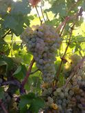 Uva nera (dolcetto e barbera) uva bianca (cortese) da Vino