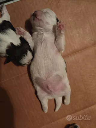 Cuccioli di shihtzu/shih tzu/shitzu/shi tzu allevati in casa - Foto 2