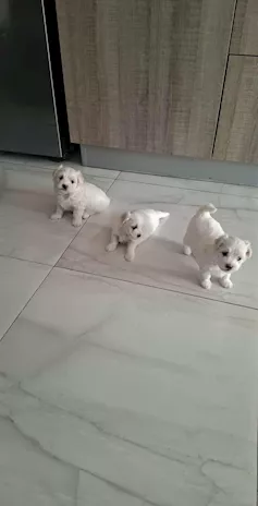 Bichon Maltese