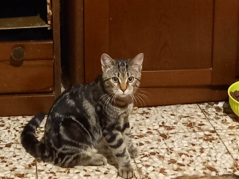 Foto 2Regalo gattini Razza Europeo