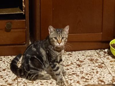 Regalo gattini Razza Europeo - Anteprima 2