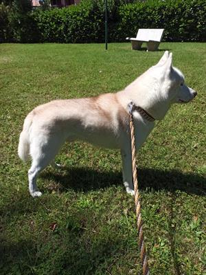 Cerco Husky femmina con pedigree per accoppiamento
