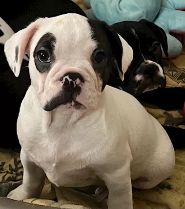 Bulldog francese