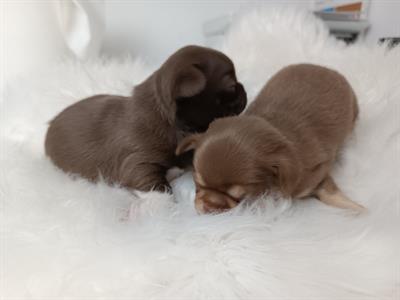 Chihuahua cuccioli pedigree - Foto 2
