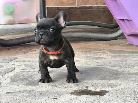 Cuccioli di Razza Bulldog francese pedigree ENCI, genitori visibili - Foto 2