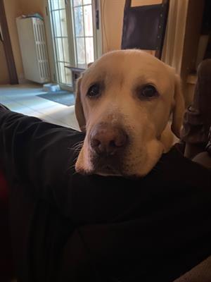 Cercasi labrador femmina per accoppiamento