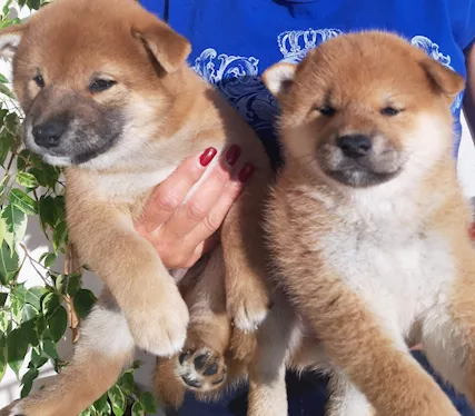 Cuccioli Shiba Inu
