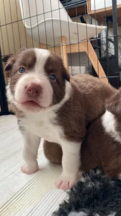 Cuccioli Border Collie disponibili da allevamento etico amat