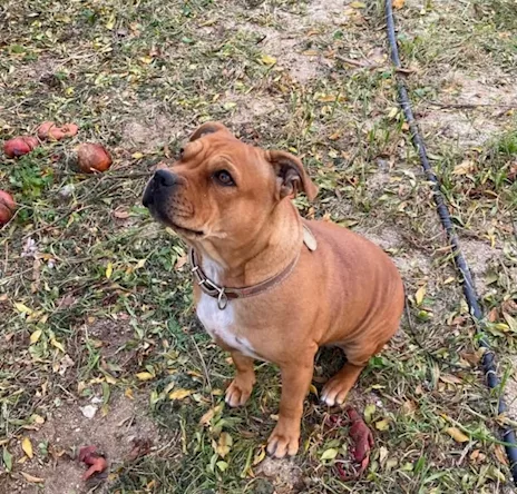 Cuccioli di Staffordshire Bull Terrier