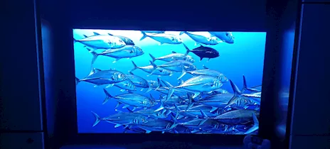 OLED C4 48 LG, in ottime condizioni - Anteprima 4