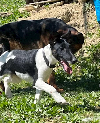Fox terrier con pedigree