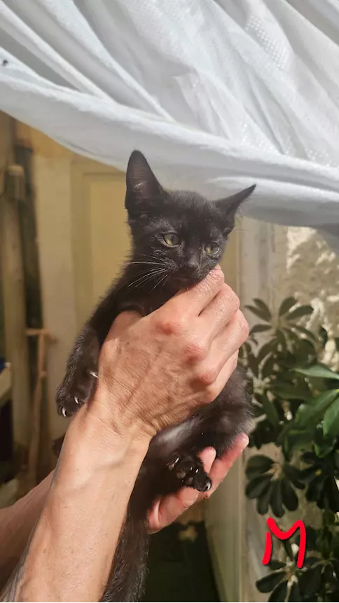 Foto 4 Regalo - I gattini piccoli di circa un mese Europeo