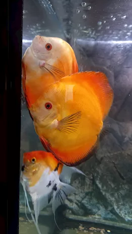 Discus Yellow Golden e Red Melon