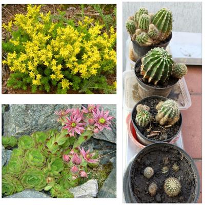 Piante grasse varie - Foto 3