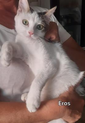 Foto - 7